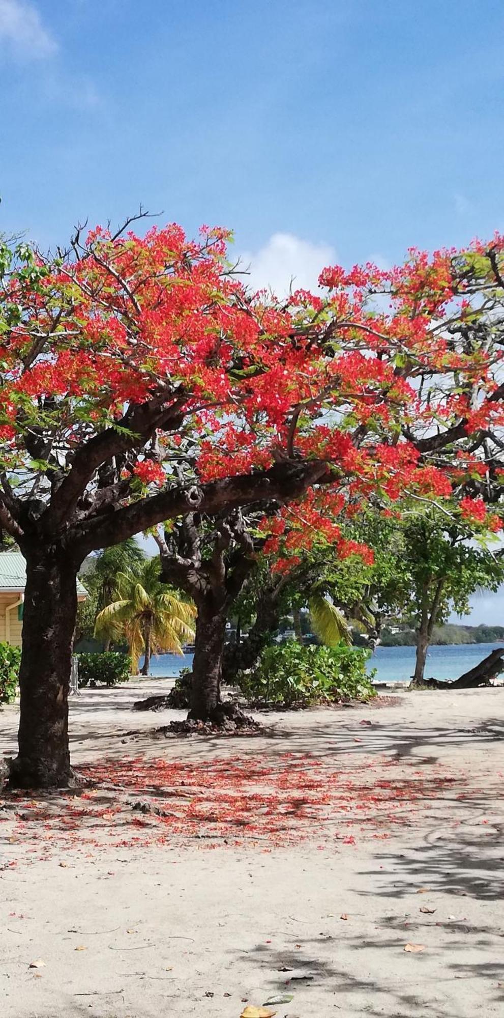 Bigouz Residence La Plage De L'Anse Caritan Sainte-Anne Extérieur photo